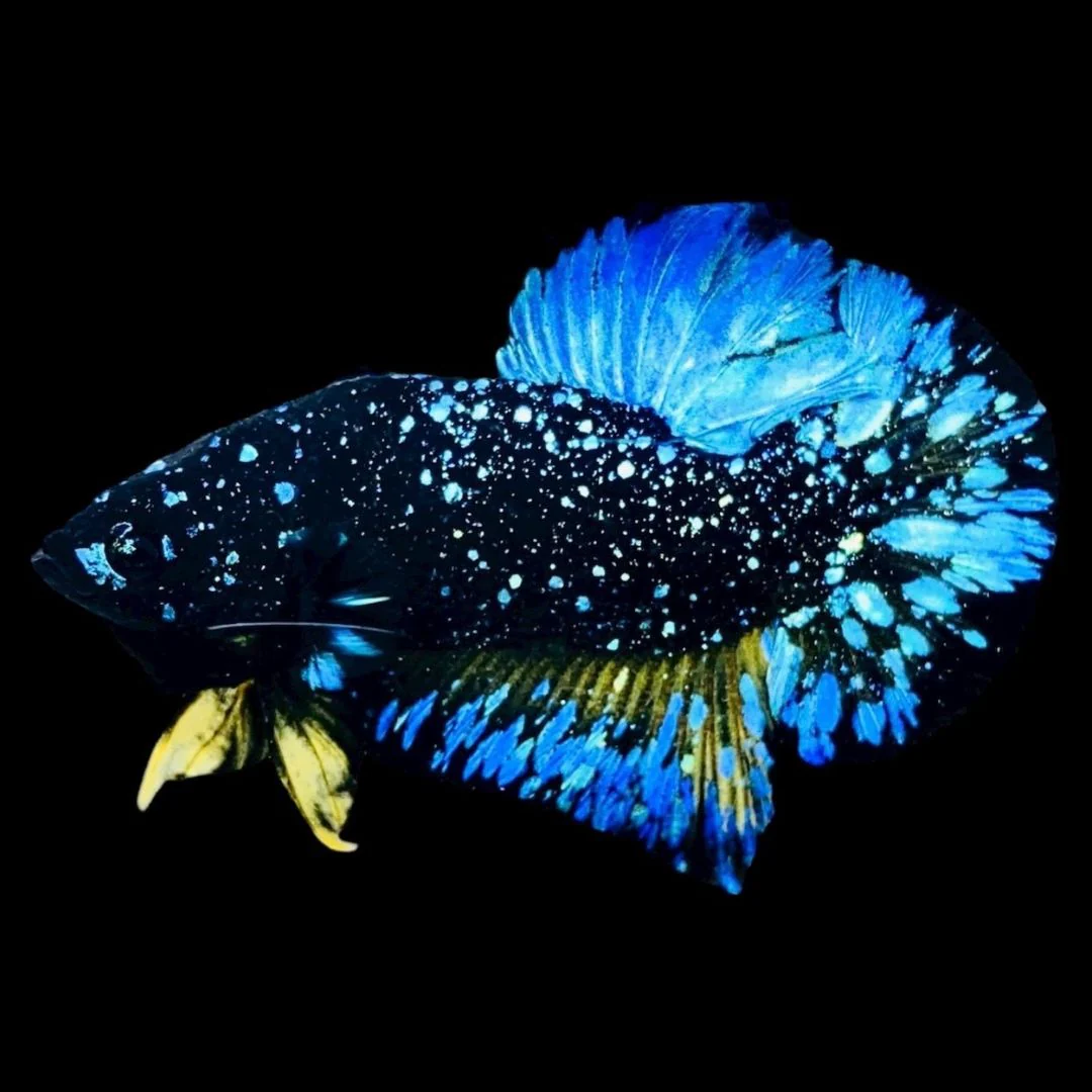 Rare Avatar Betta Fish (Male)
