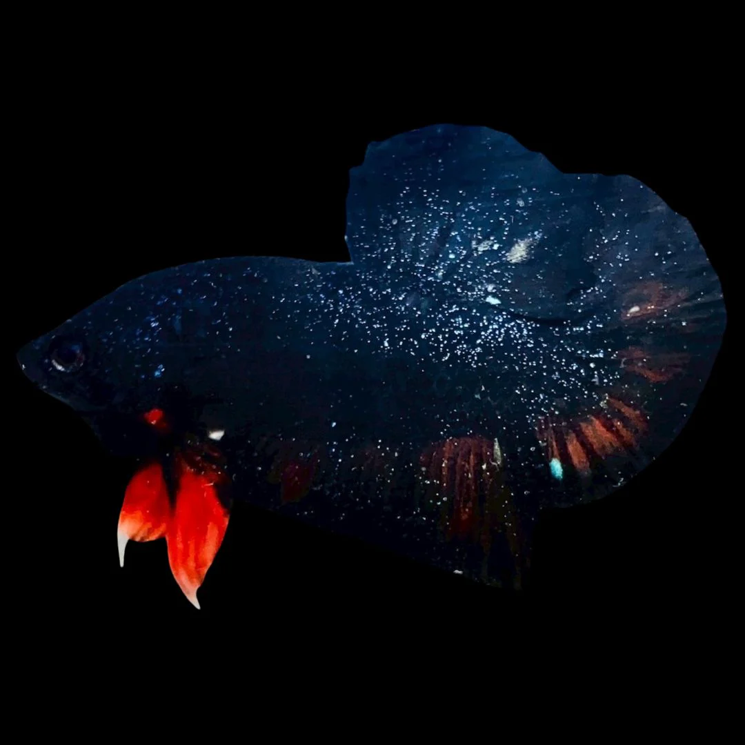 Rare Avatar Betta Fish (Male)