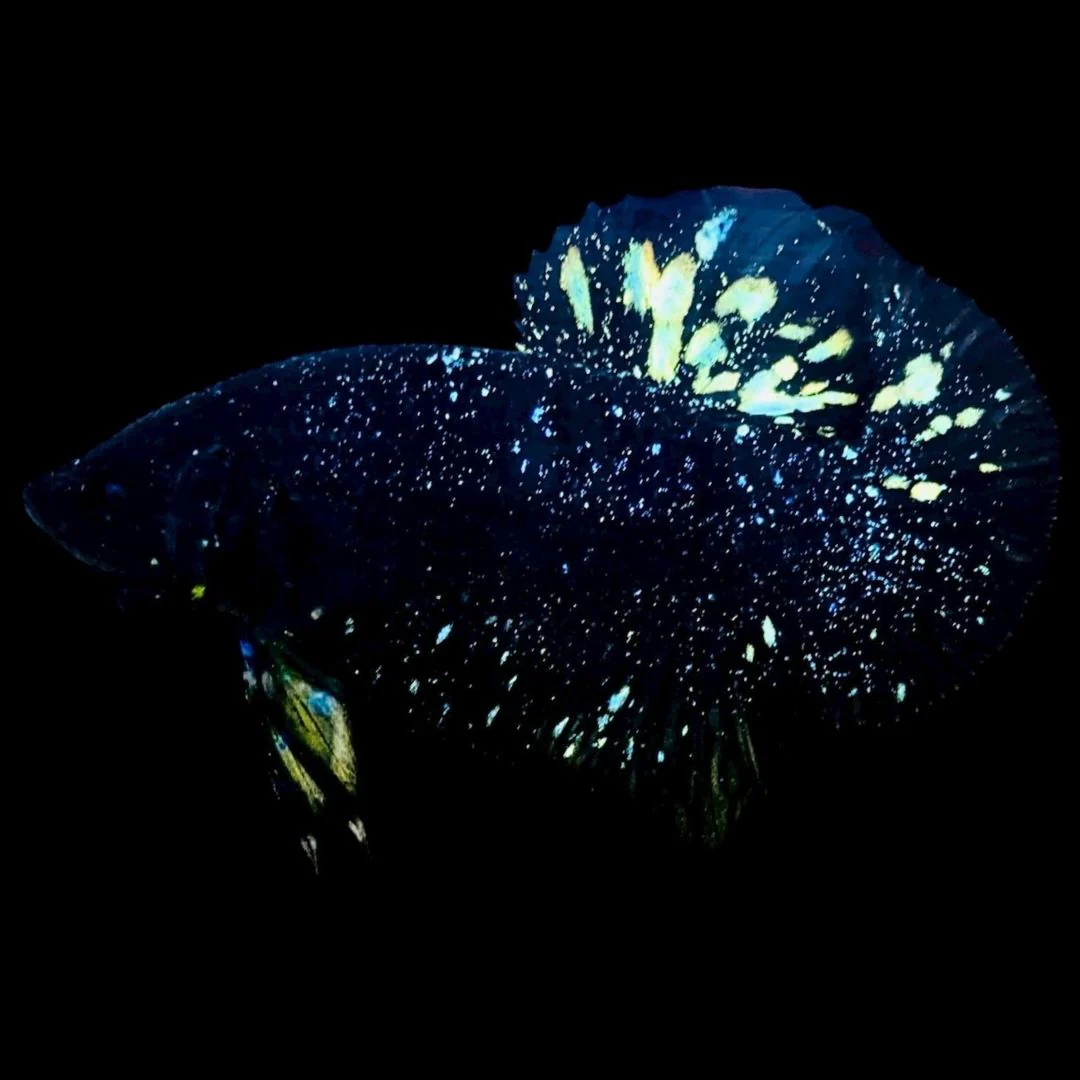 Rare Avatar Betta Fish (Male)