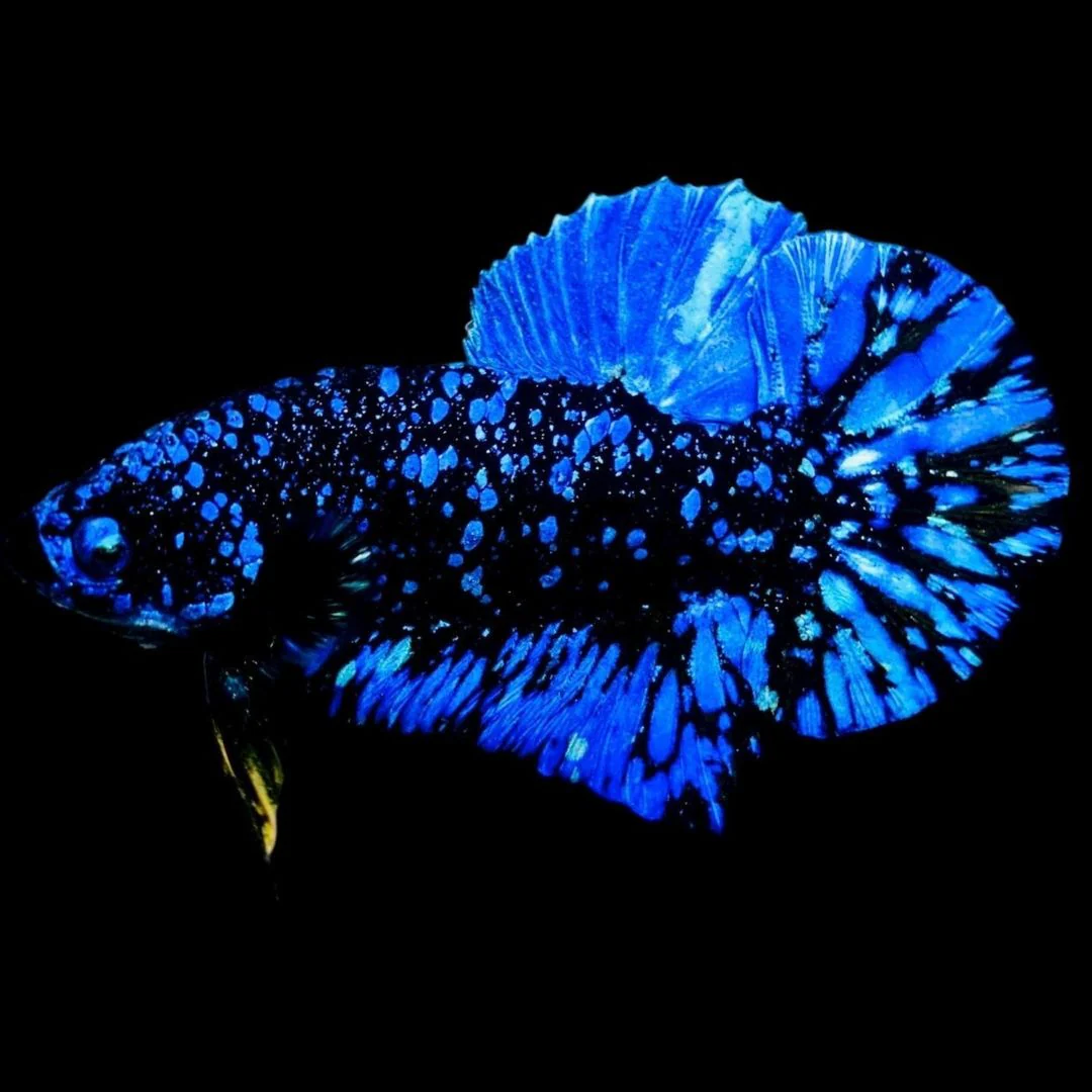 Rare Avatar Betta Fish (Male)