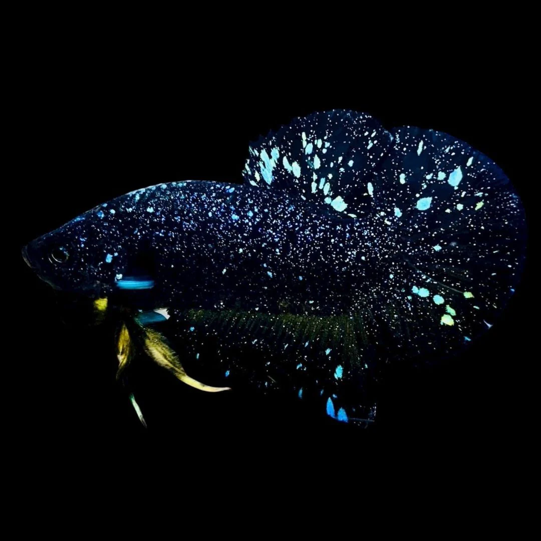 Rare Avatar Betta Fish (Male)