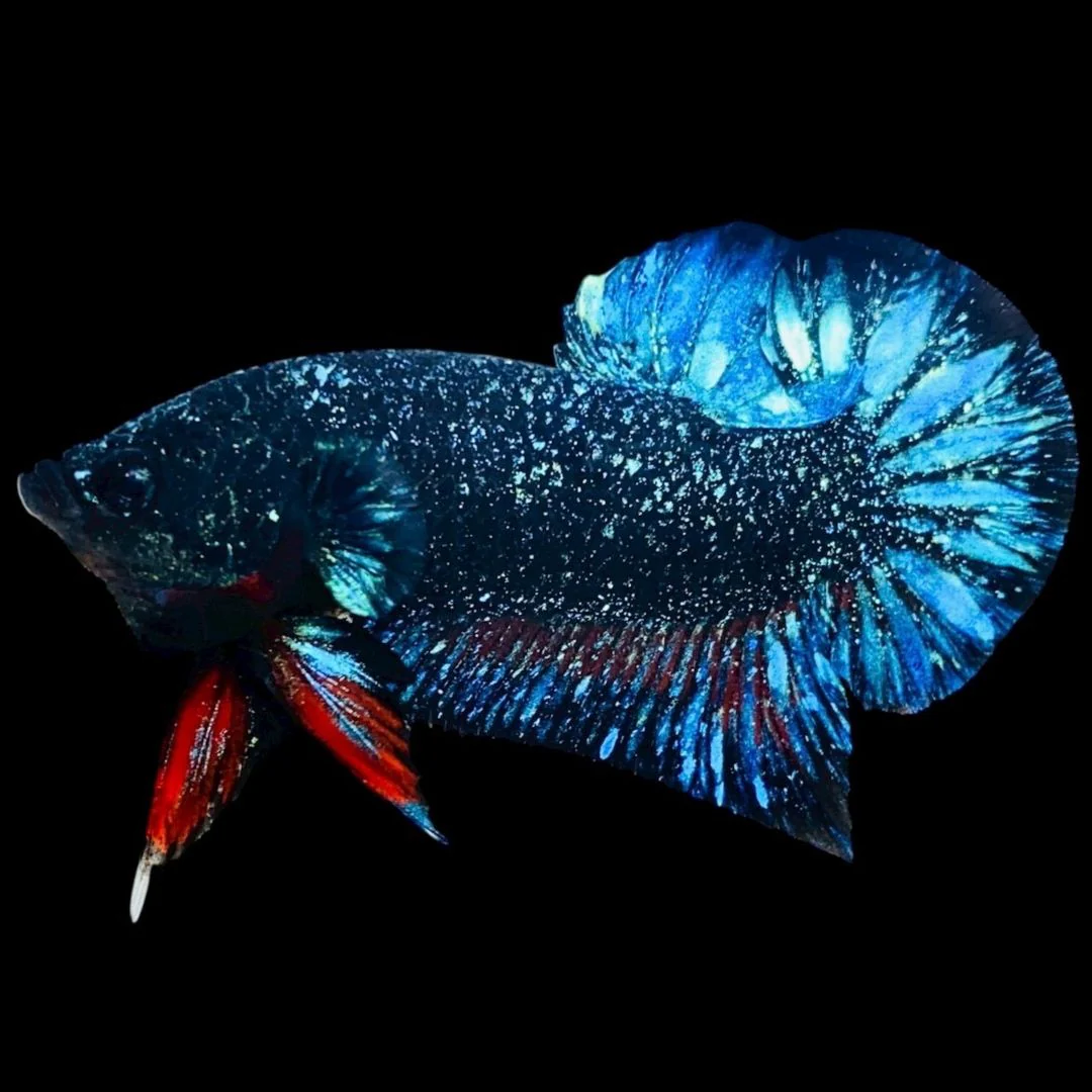 Rare Avatar Betta Fish (Male)