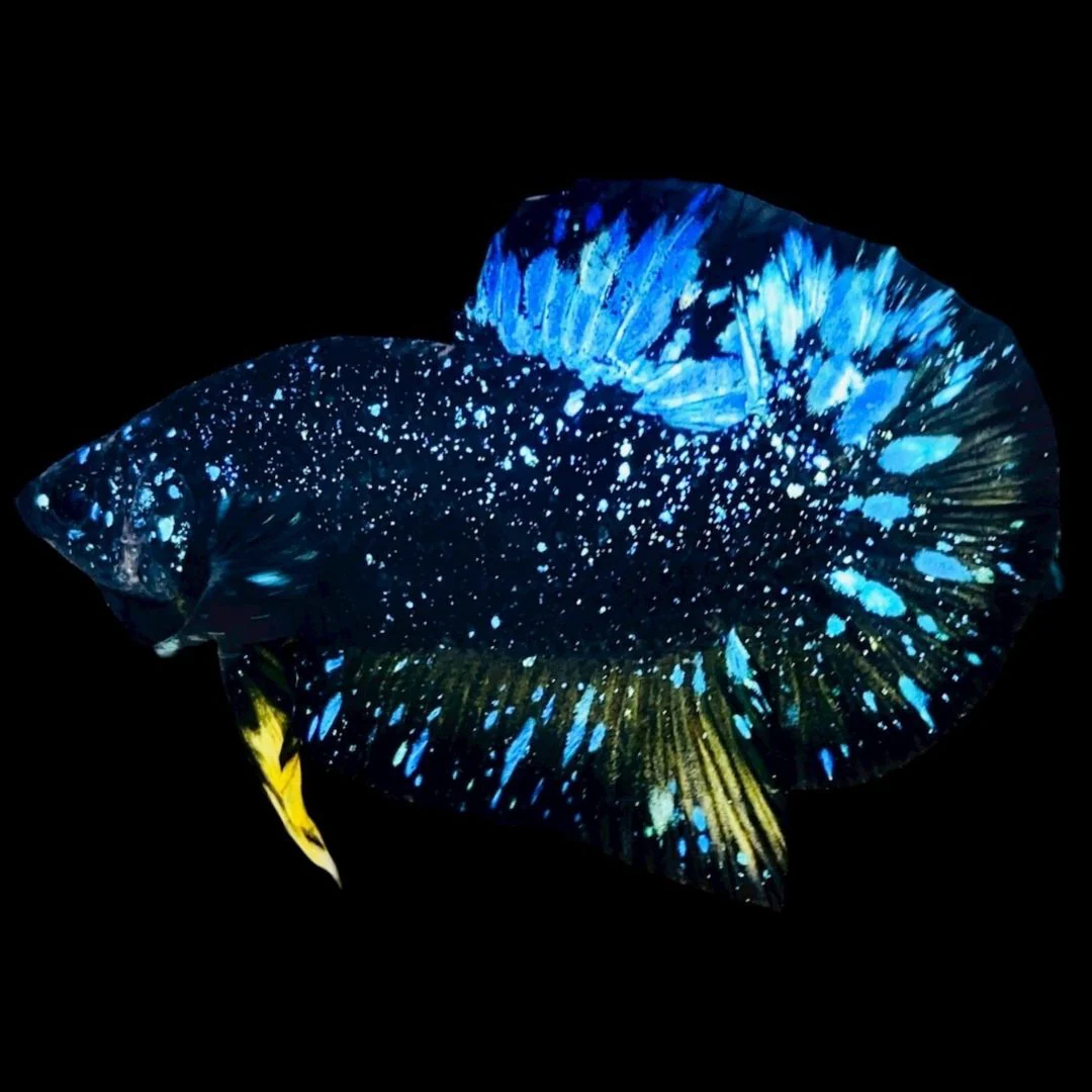 Rare Avatar Betta Fish (Male)