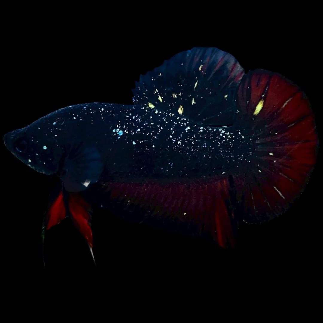 Rare Avatar Betta Fish (Male)