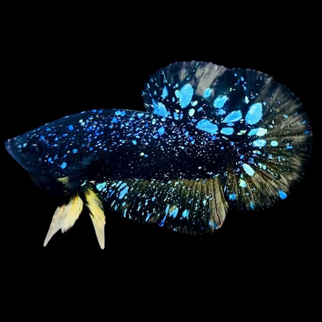 Rare Avatar Betta Fish (Male)
