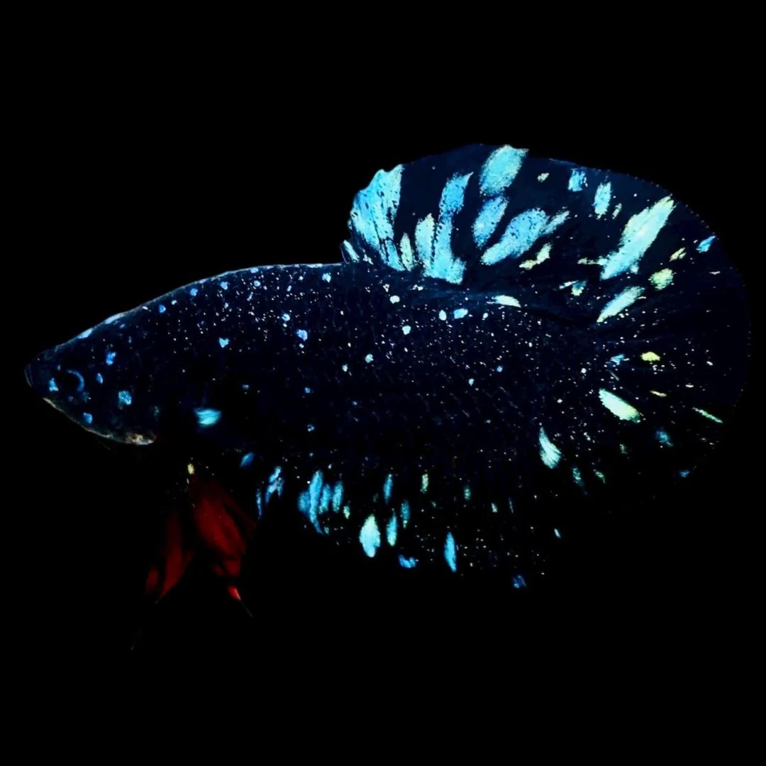 Rare Avatar Betta Fish (Male)