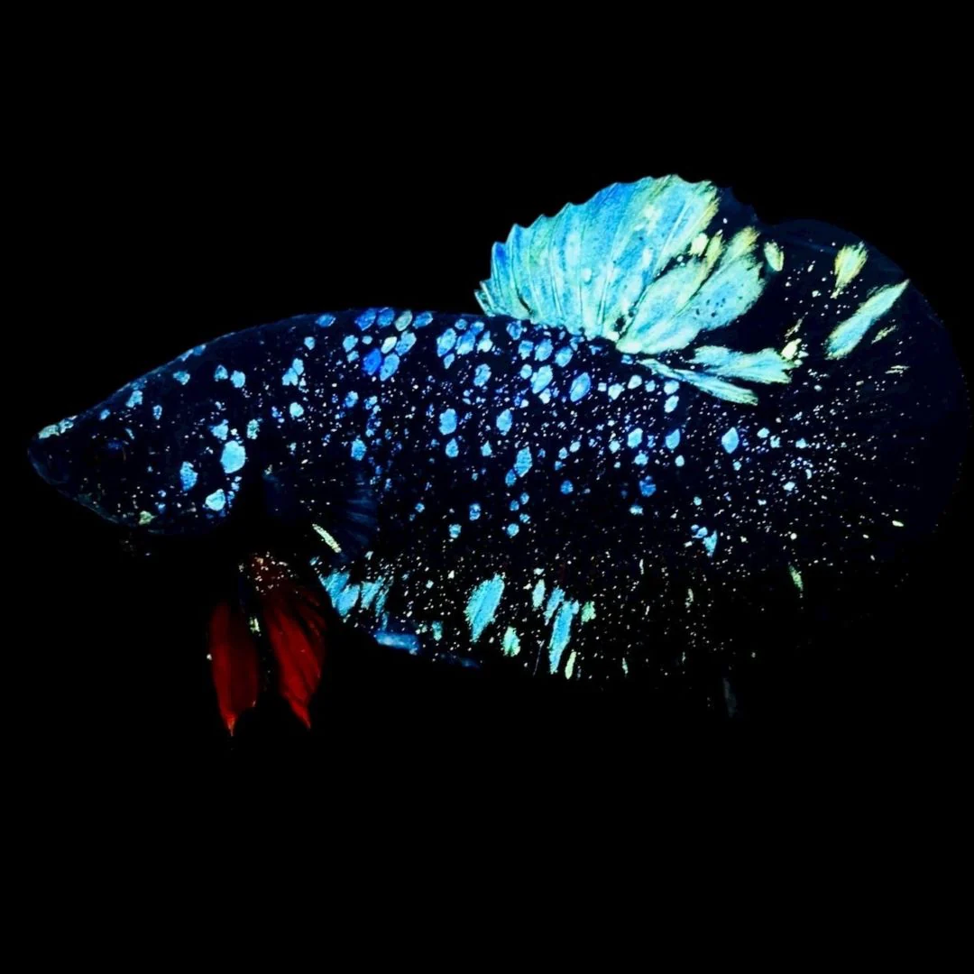 Rare Avatar Betta Fish (Male)