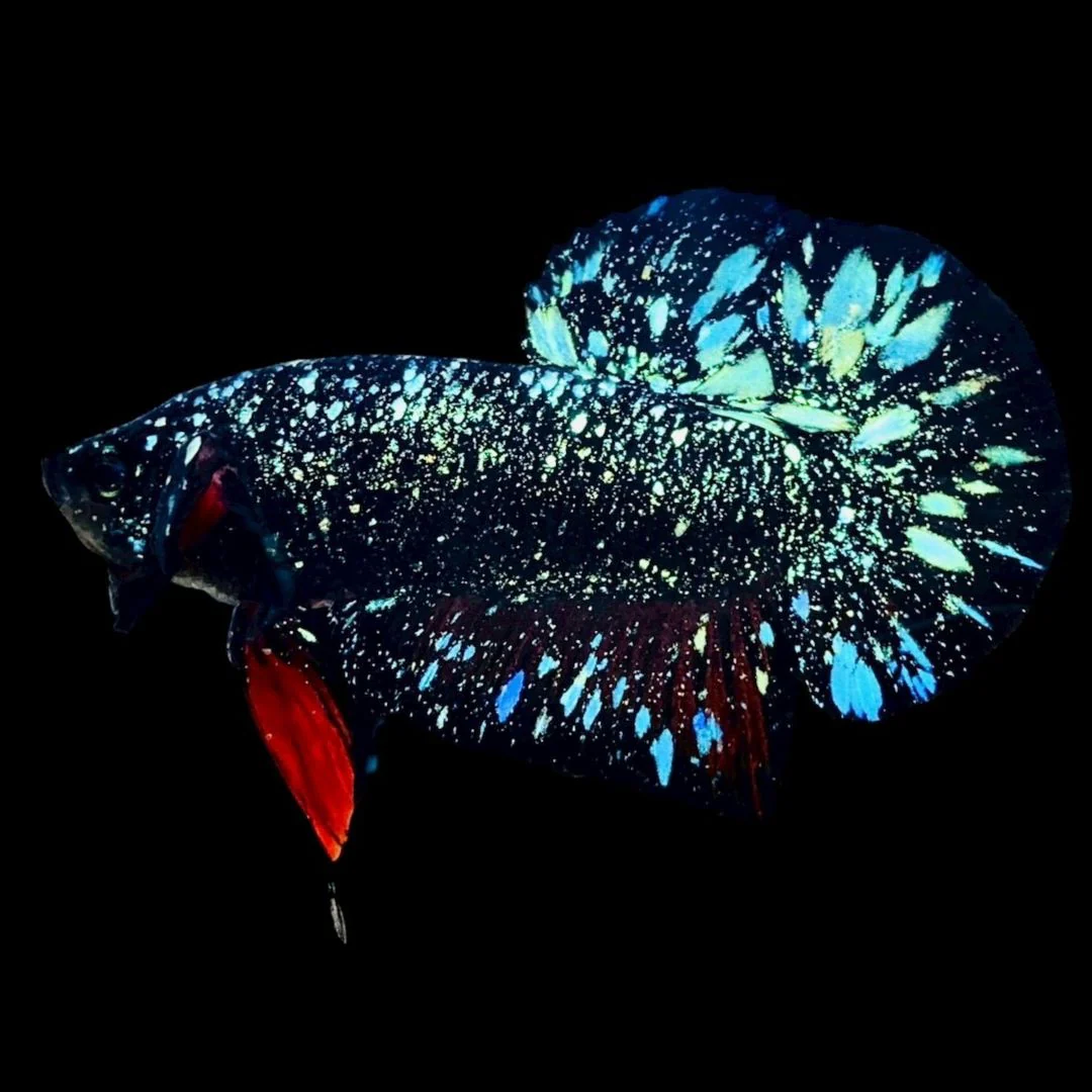 Rare Avatar Betta Fish (Male)