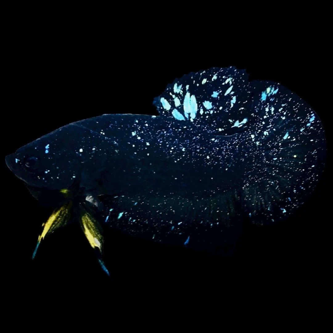Rare Avatar Betta Fish (Male)