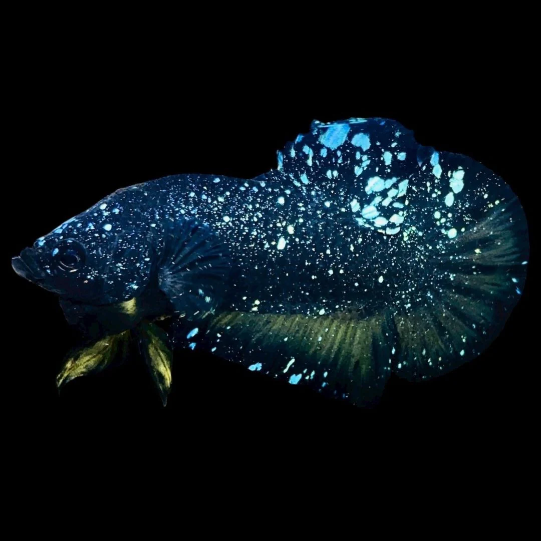 Rare Avatar Betta Fish (Male)