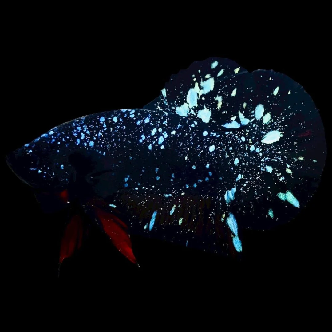 Rare Avatar Betta Fish (Male)