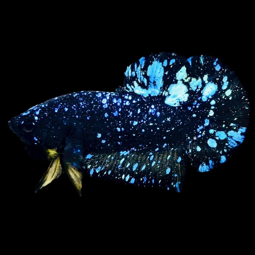 Rare Avatar Betta Fish (Male)