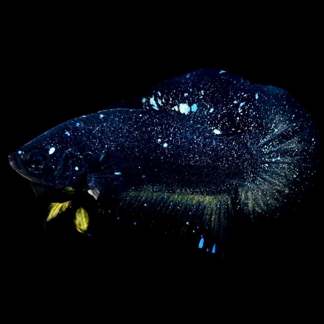 Rare Avatar Betta Fish (Male)