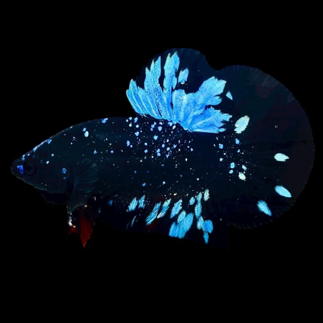 Rare Avatar Betta Fish (Male)