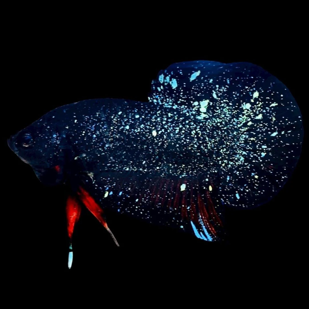Rare Avatar Betta Fish (Male)