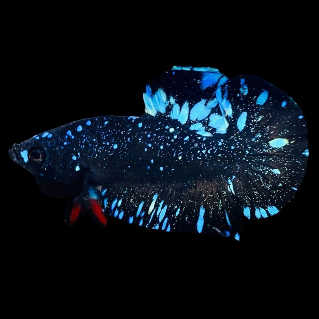 Rare Avatar Betta Fish (Male)