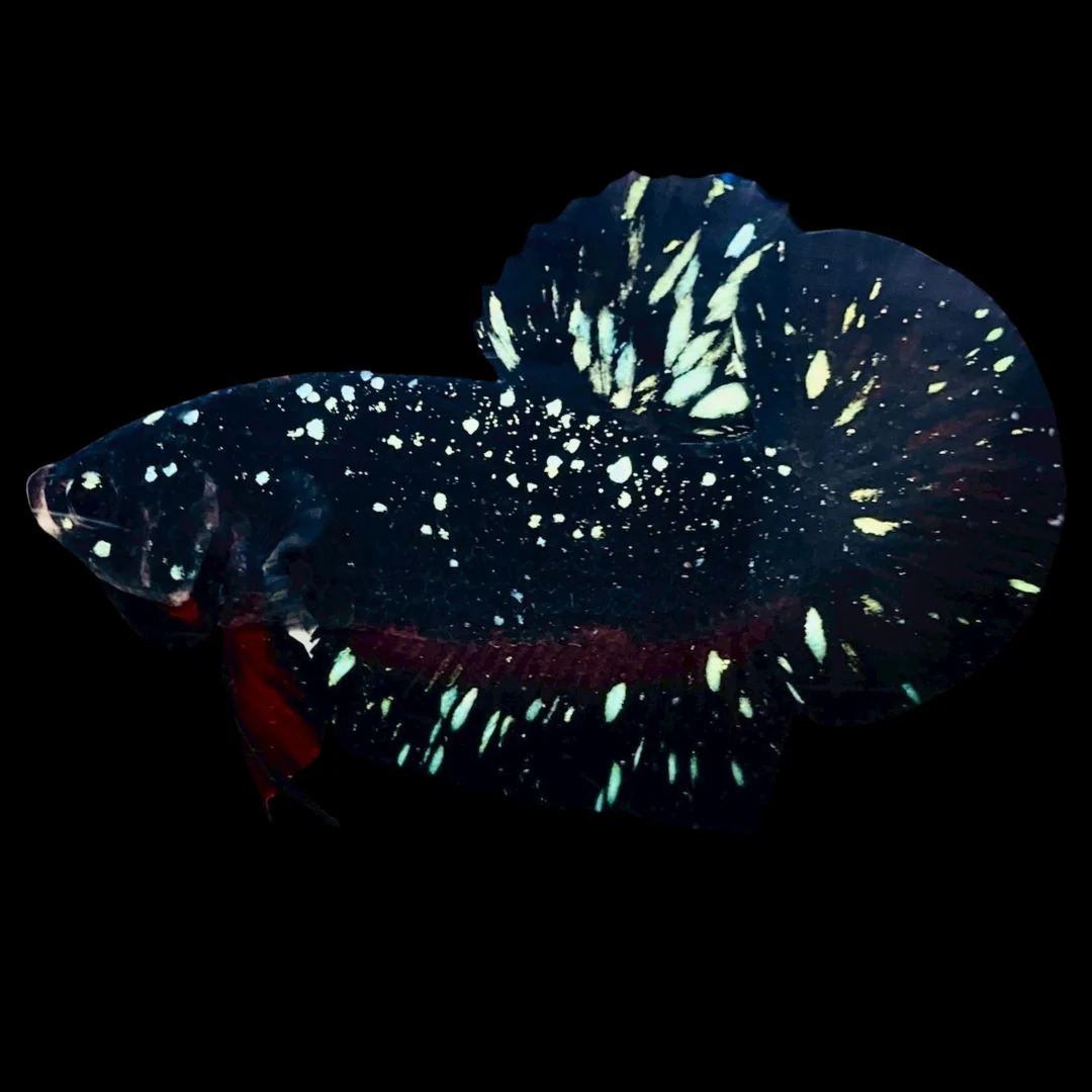 Rare Avatar Betta Fish (Male)