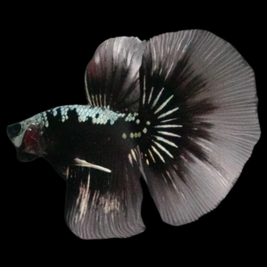 Rare Black Shadow Samurai Halfmoon Betta Fish (Male)