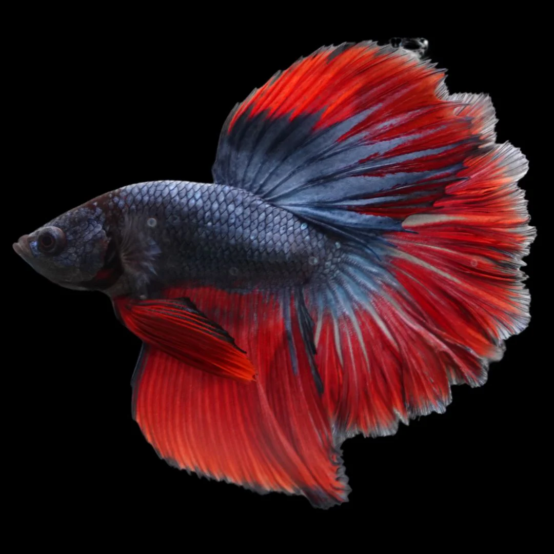 Rare Classic Halfmoon Betta Fish (Male)