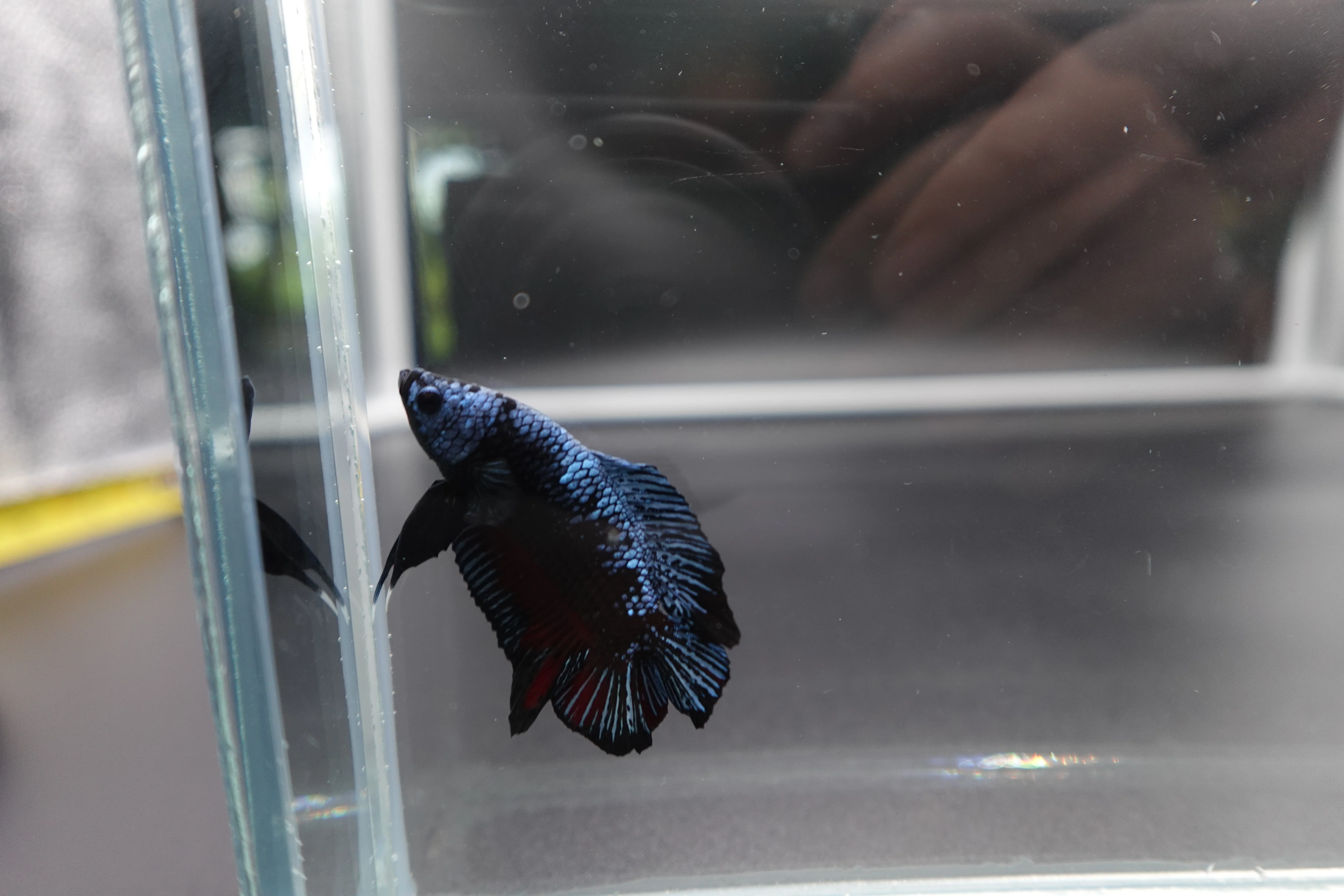 Rare Double Tail Blue Samurai Betta Fish (MALE) - Image 2