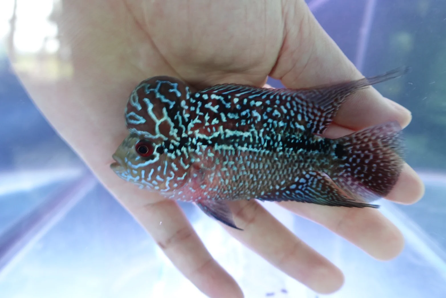 Rare Flowerhorn (F3) - 4 inch