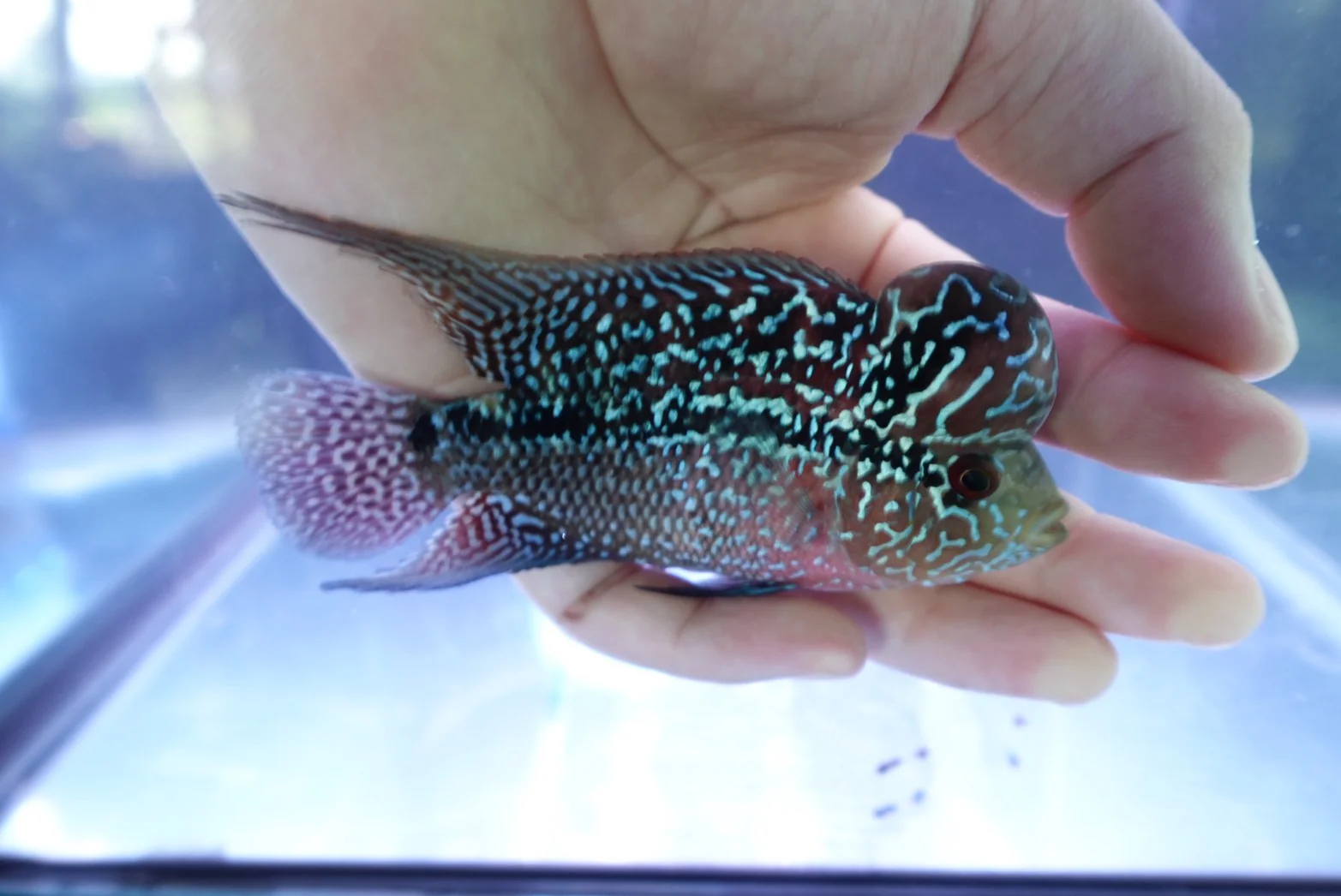 Rare Flowerhorn (F3) - 4 inch - Image 2