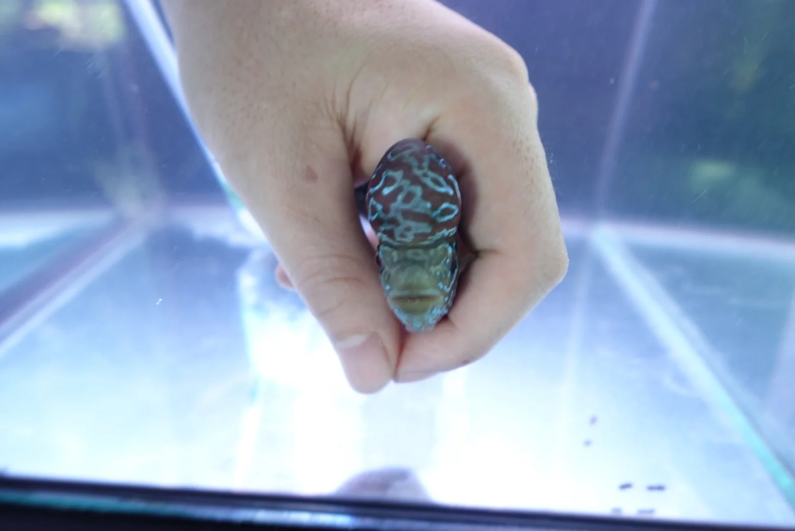 Rare Flowerhorn (F3) - 4 inch - Image 3