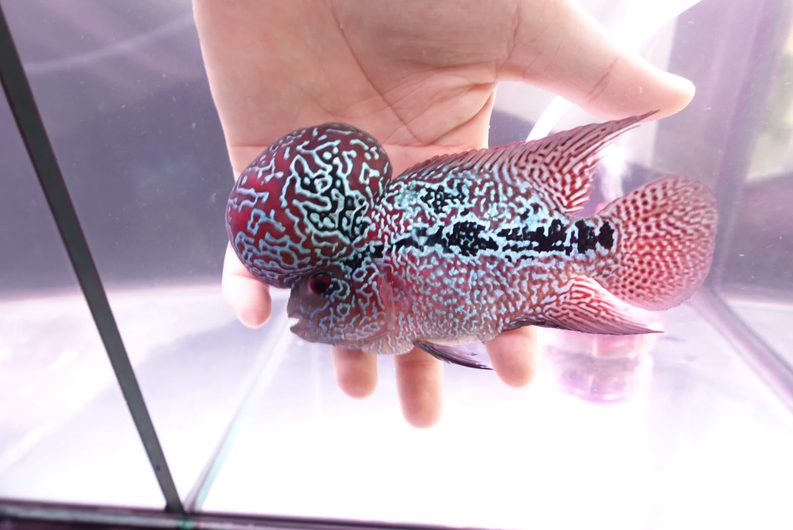 Rare Flowerhorn (F3) - 6 inch - Image 2