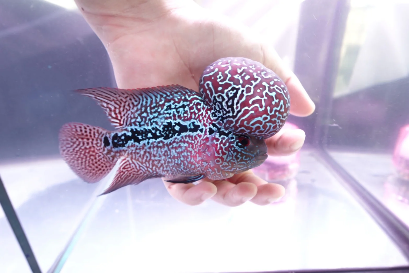 Rare Flowerhorn (F3) - 6 inch - Image 3