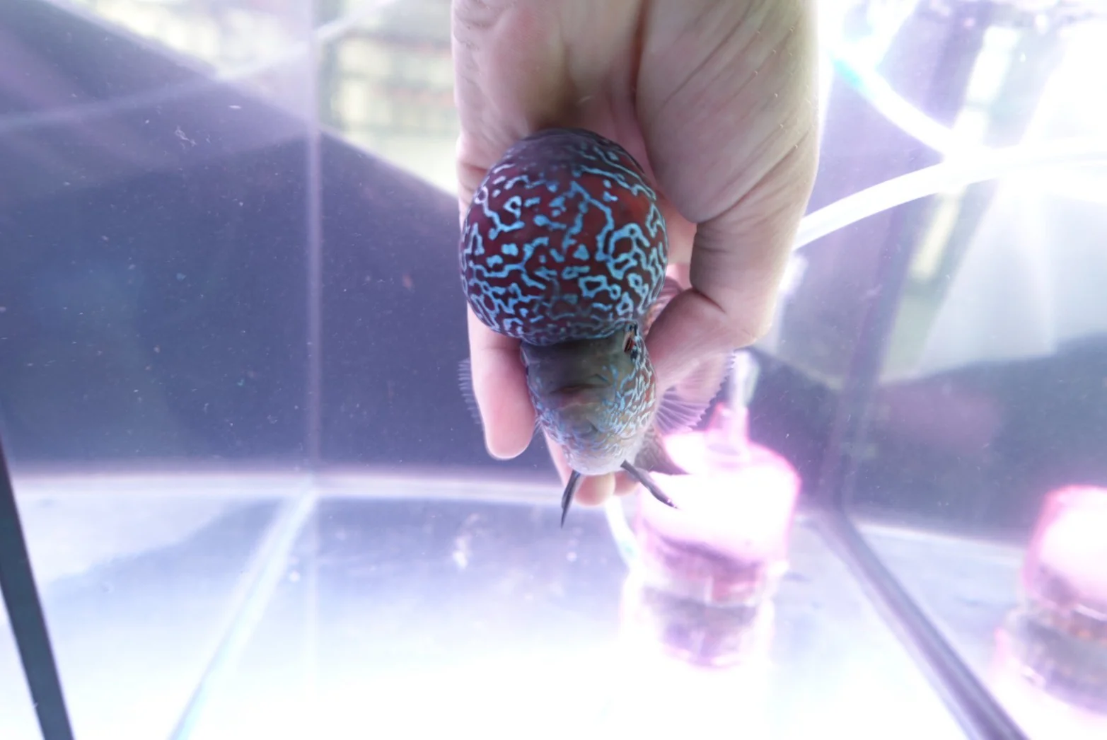 Rare Flowerhorn (F3) - 6 inch - Image 4