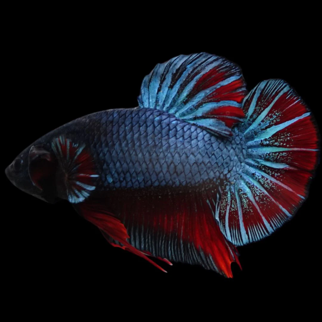 Rare Giant Antique Betta Fish (Male)