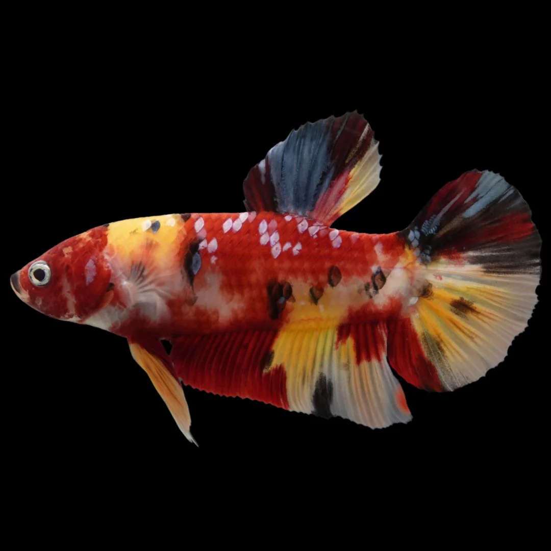 Rare Giant Multicolors Betta Fish (Male)