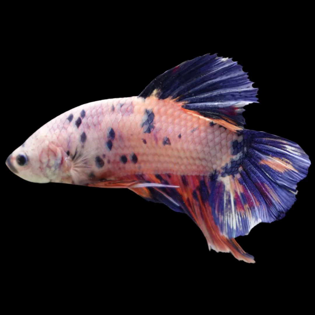 Rare Giant Multicolors Betta Fish (Male)