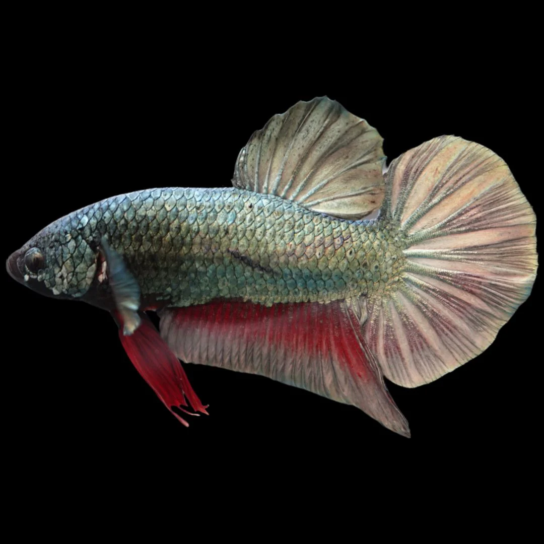 Rare Giant Multicolors Betta Fish (Male)