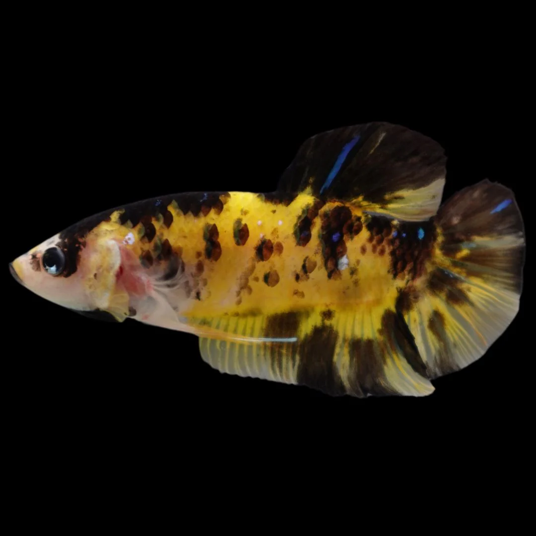 Rare Giant Multicolors Betta Fish (Male)