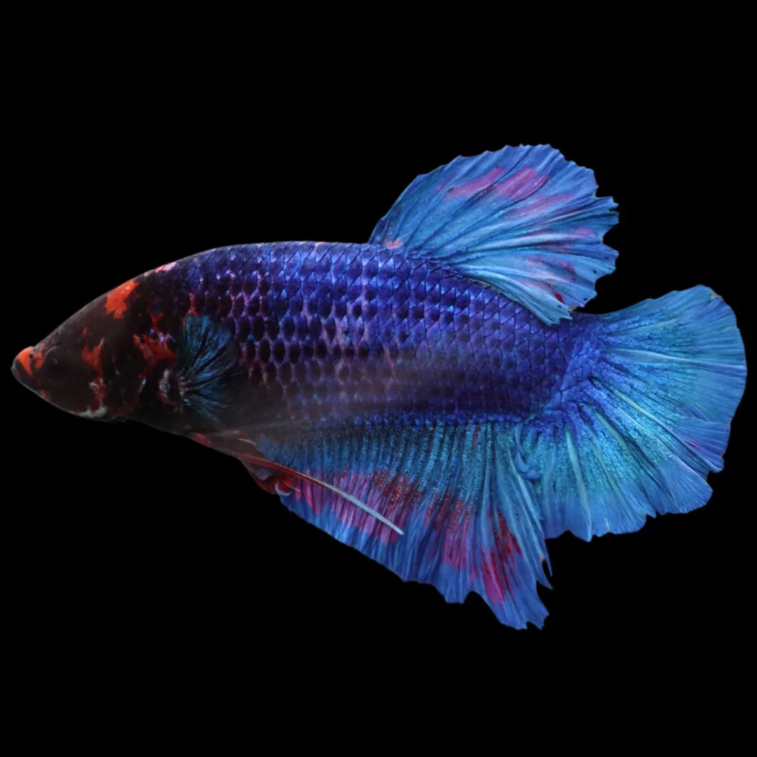 Rare Giant Multicolors Betta Fish (Male)