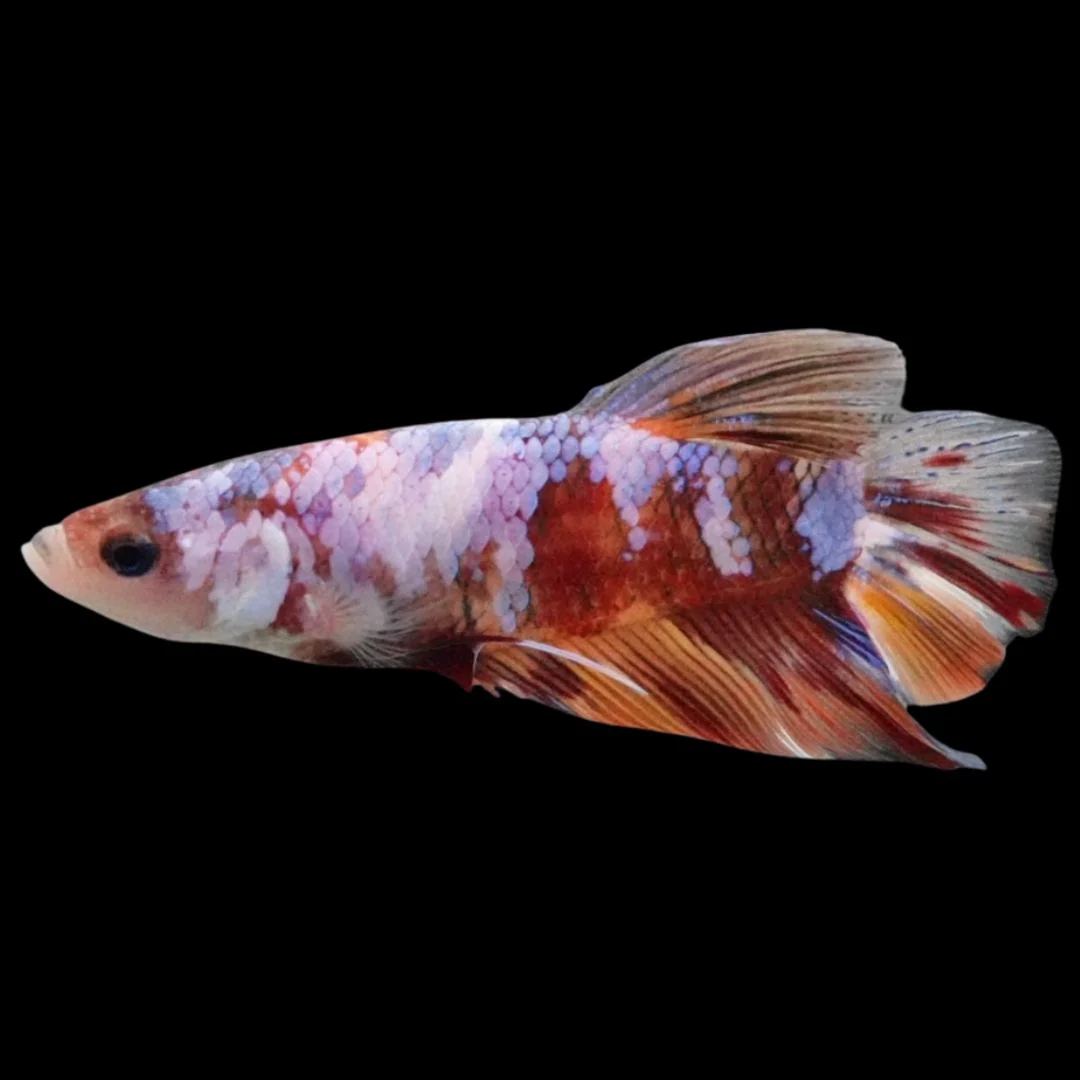Rare Giant Multicolors Betta Fish (Male)