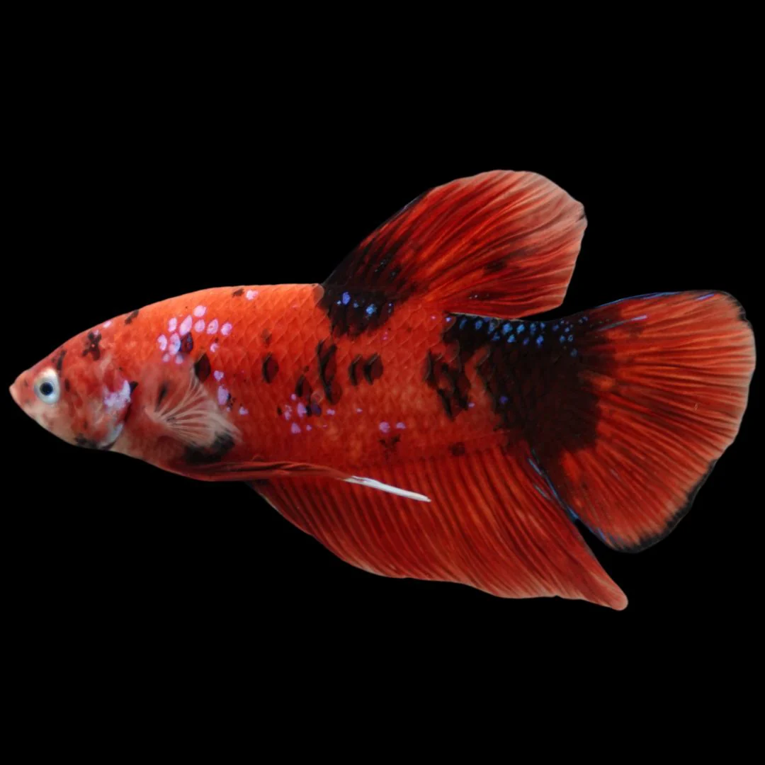 Rare Giant Multicolors Betta Fish (Male)