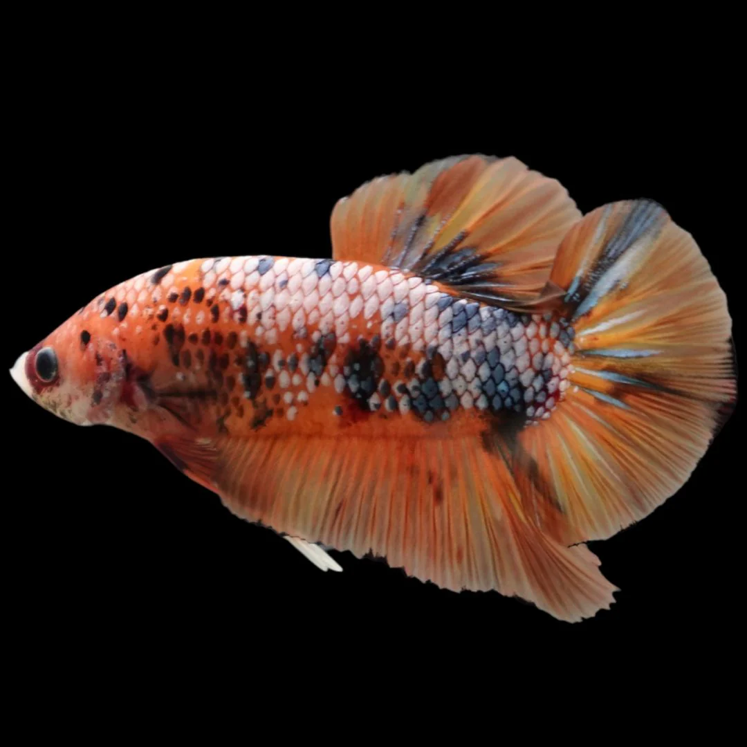 Rare Giant Multicolors Betta Fish (Male)