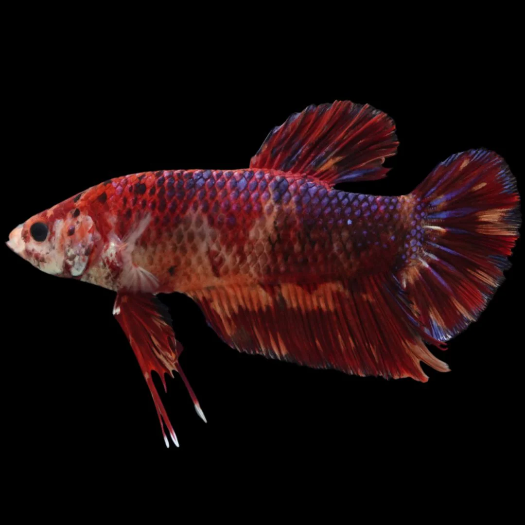 Rare Giant Multicolors Betta Fish (Male)