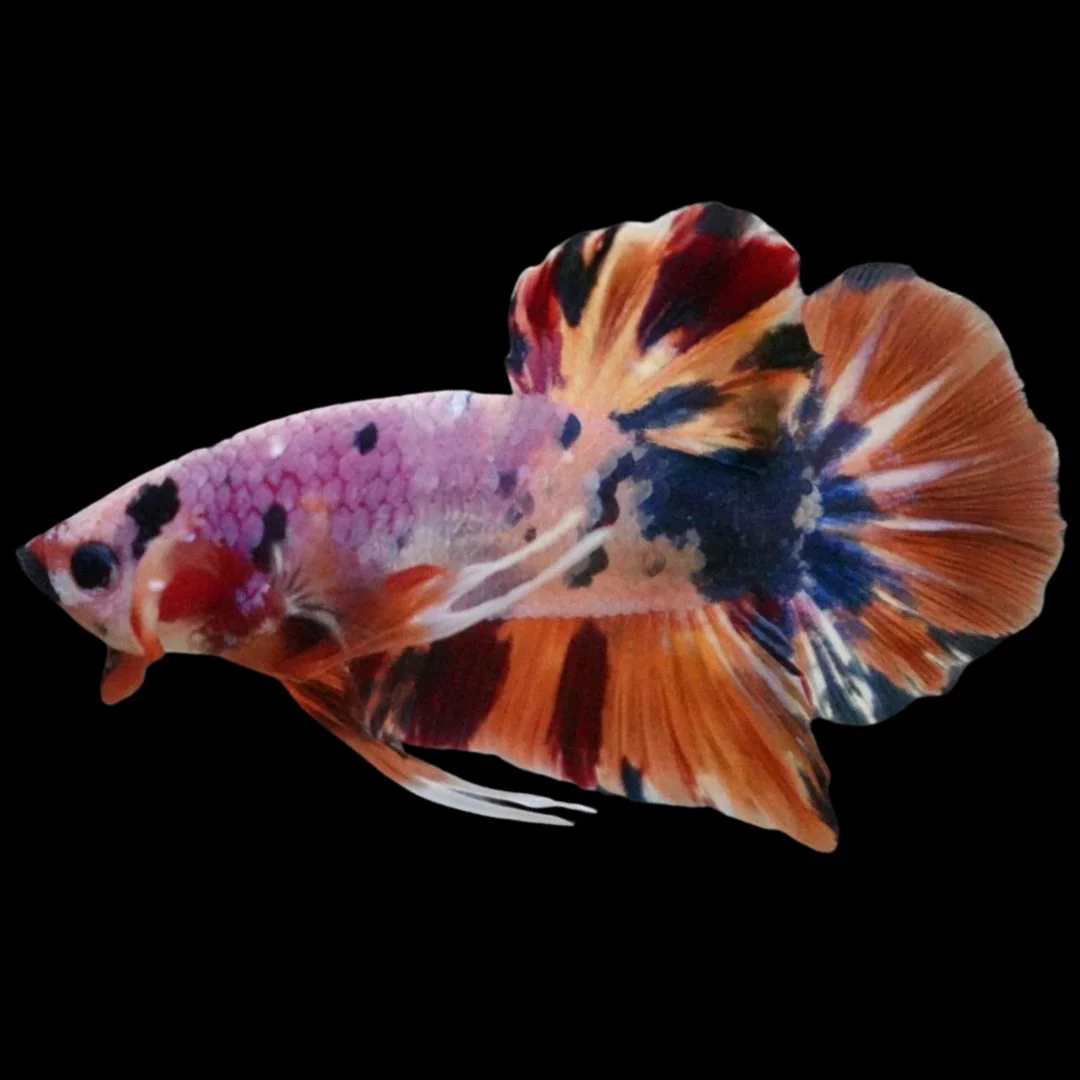 Rare Giant Multicolors Betta Fish (Male)