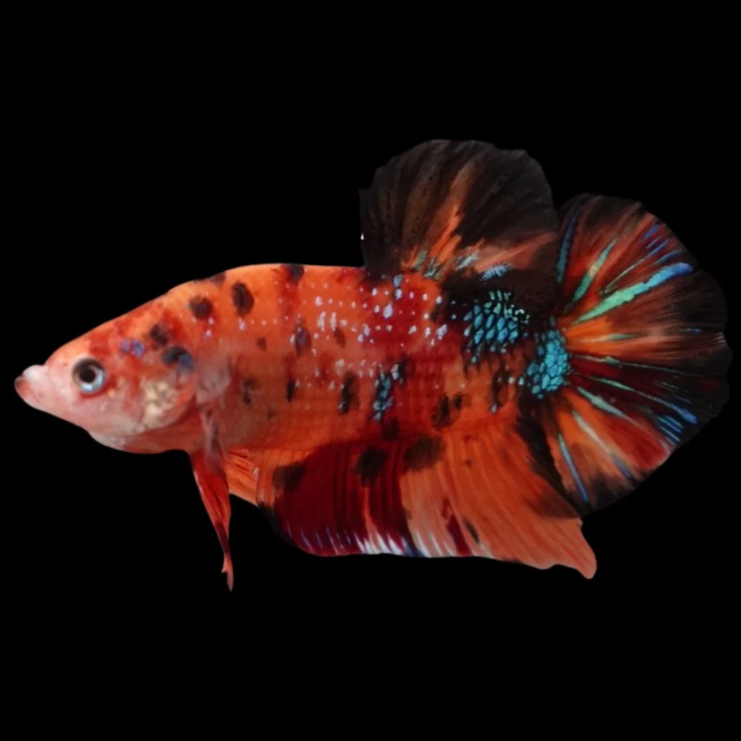 Rare Giant Multicolors Betta Fish (Male)
