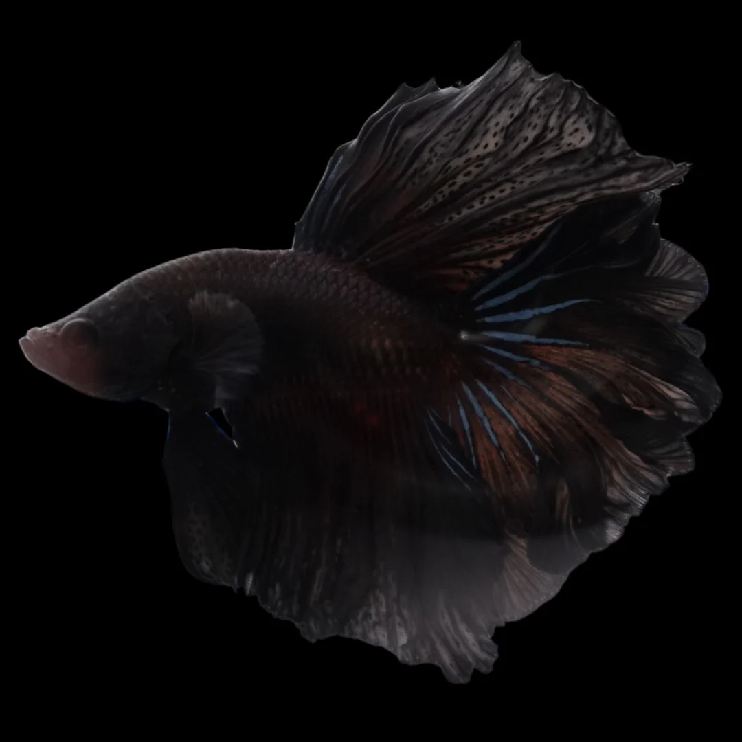 Rare Halfmoon Black Betta Fish (Male)