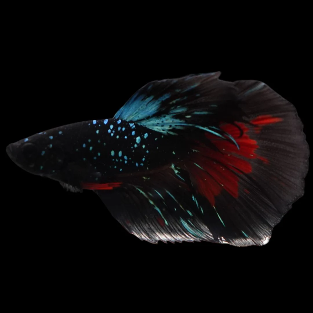 Rare Halfmoon Black Star Betta Fish (Male)