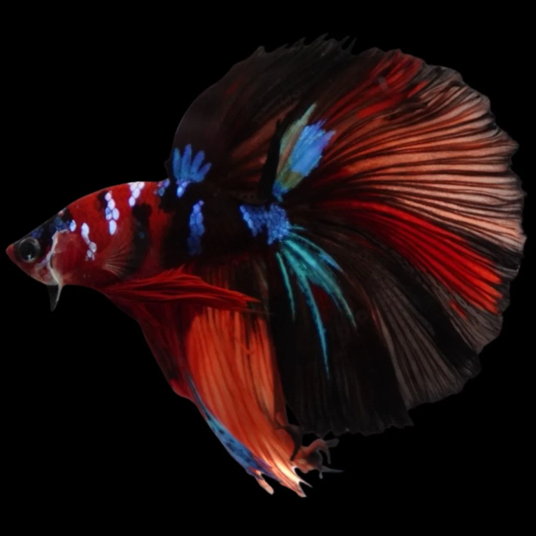 Rare Halfmoon Multicolors Betta Fish (Male)
