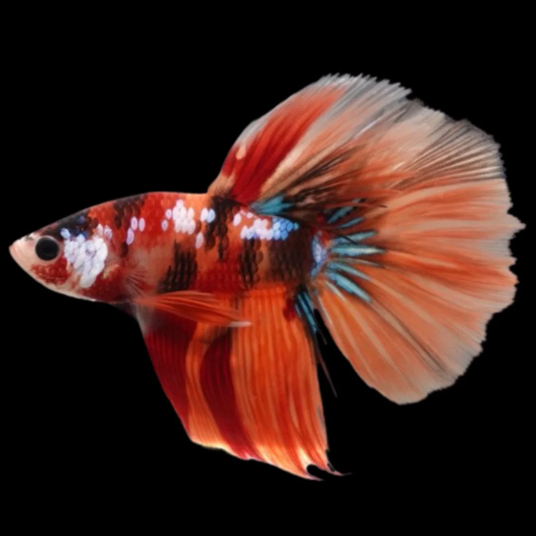 Rare Halfmoon Multicolors Betta Fish (Male)