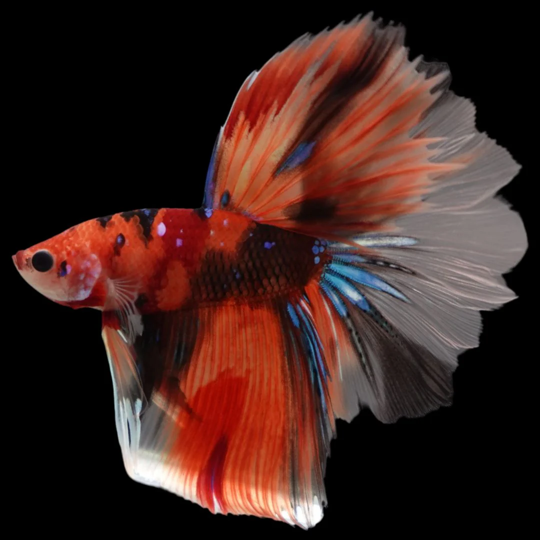 Rare Halfmoon Multicolors Betta Fish (Male)