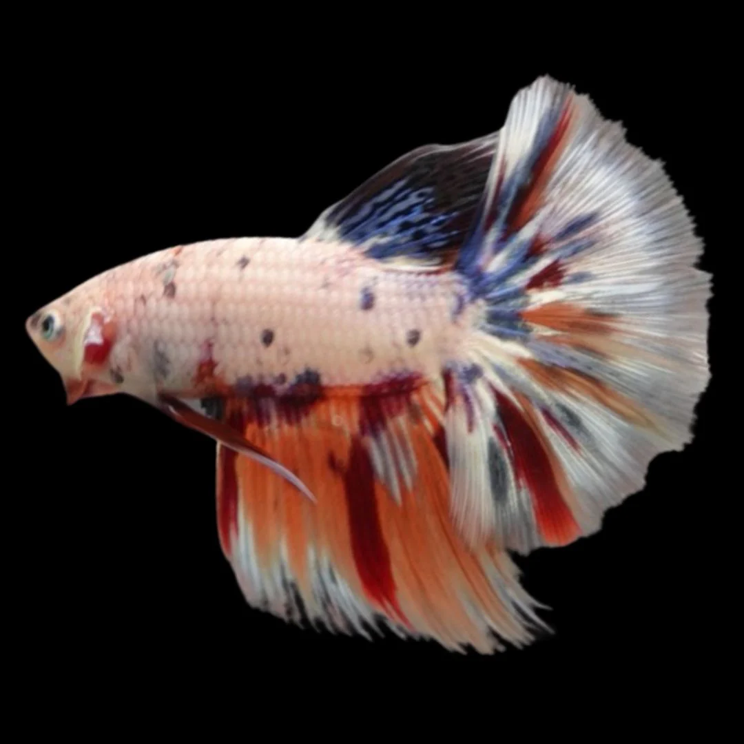 Rare Halfmoon Multicolors Betta Fish (Male)