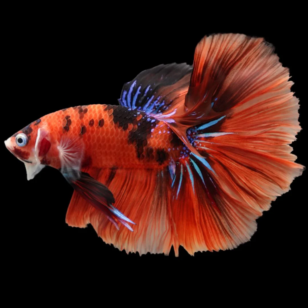 Rare Halfmoon Multicolors Betta Fish (Male)