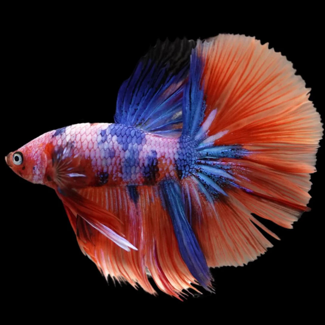 Rare Halfmoon Multicolors Betta Fish (Male)